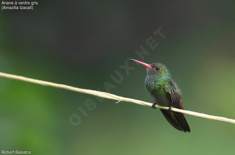 Rufous-tailed Hummingbird