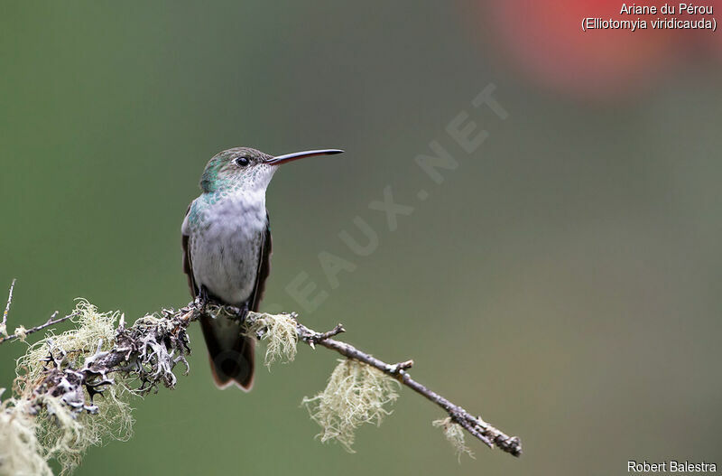 Green-and-white Hummingbird