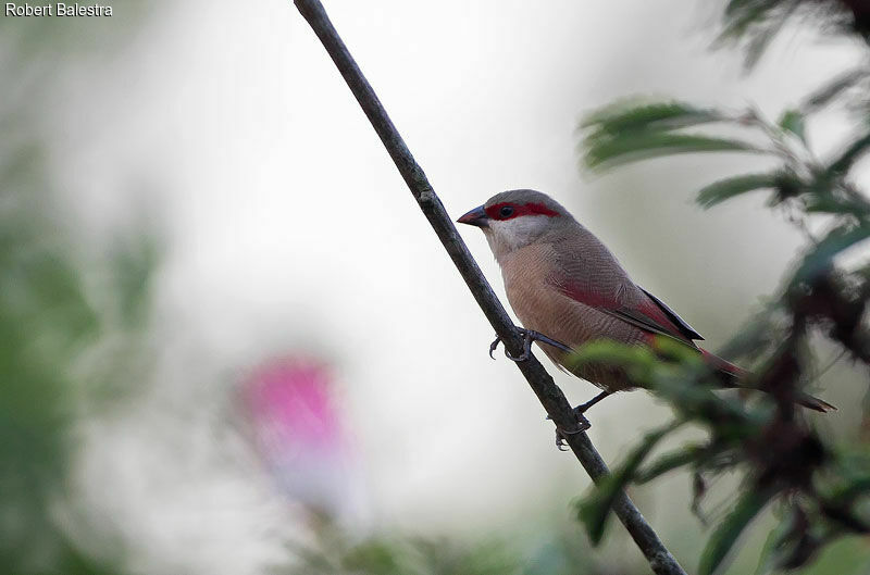 Crimson-rumped Waxbill