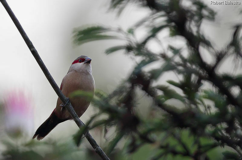 Crimson-rumped Waxbill