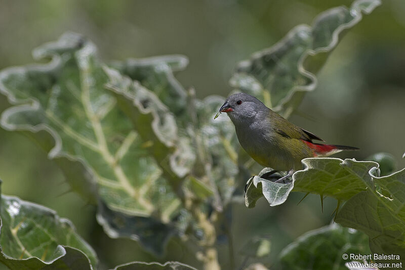 Yellow-bellied Waxbill