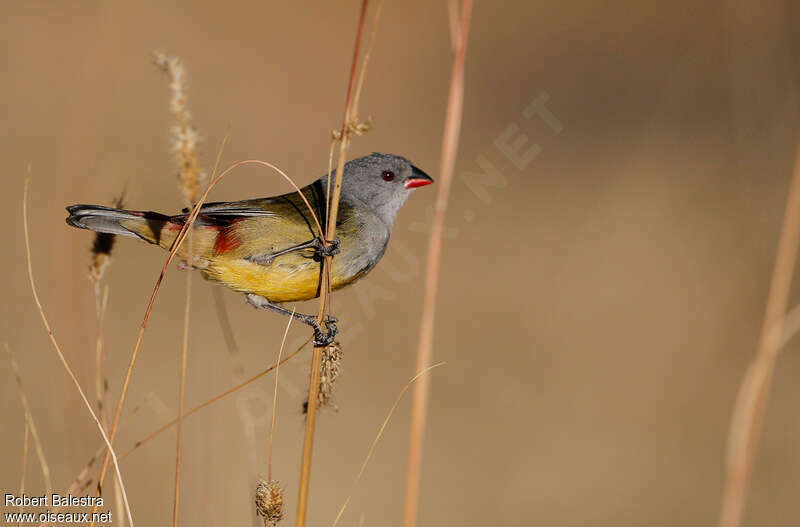 Yellow-bellied Waxbilladult, Behaviour