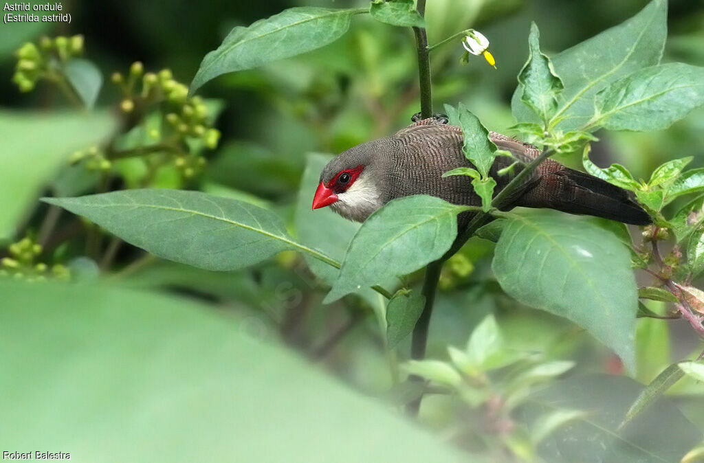 Common Waxbill