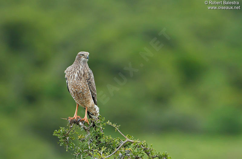 Pale Chanting Goshawkjuvenile