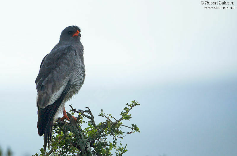 Autour chanteuradulte