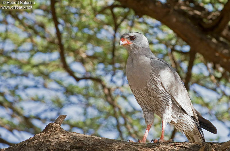 Dark Chanting Goshawk