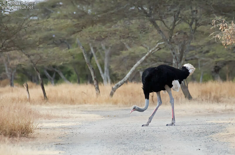 Somali Ostrich