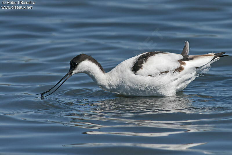 Avocette élégante