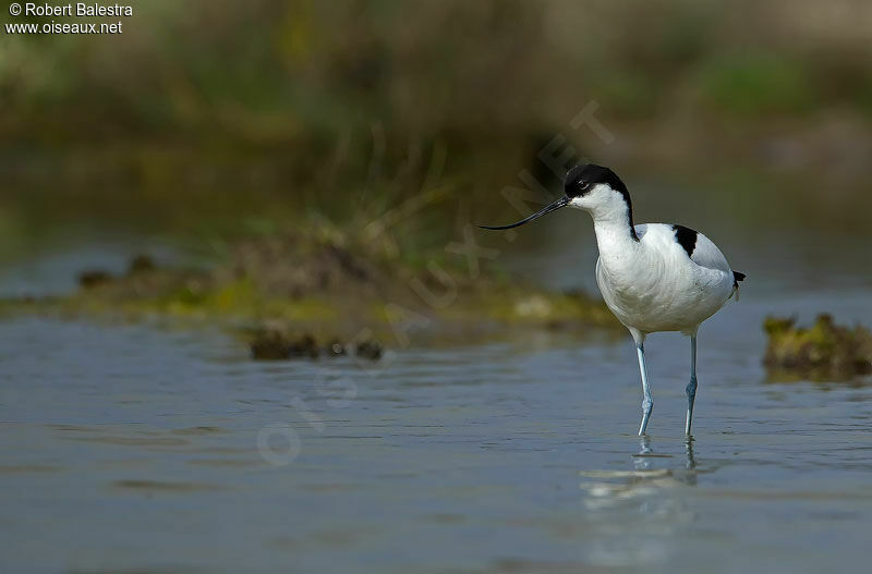 Pied Avocet