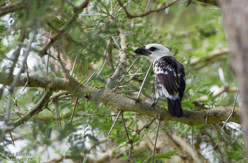 White-headed Barbetadult, identification