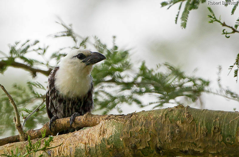 White-headed Barbet