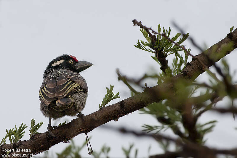 Banded Barbetadult