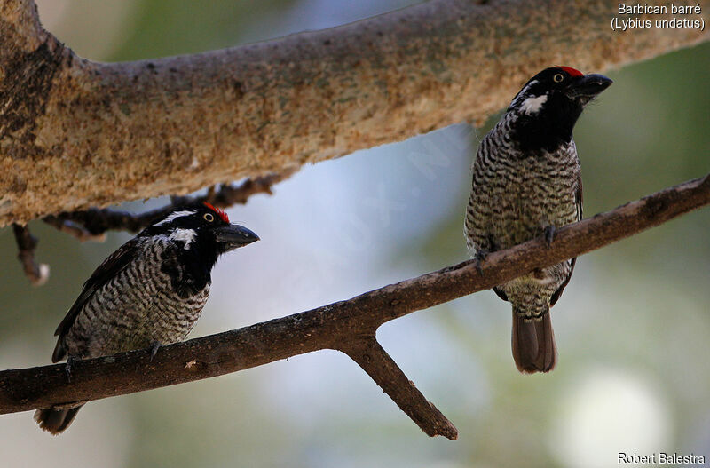 Banded Barbetadult