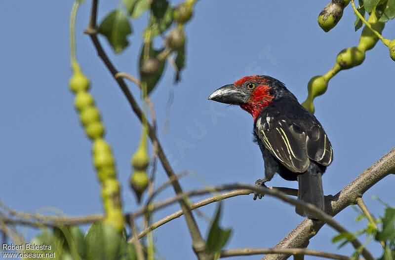 Black-billed Barbetadult