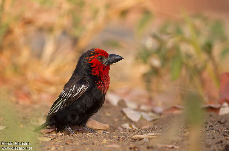 Black-billed Barbetadult, aspect, pigmentation