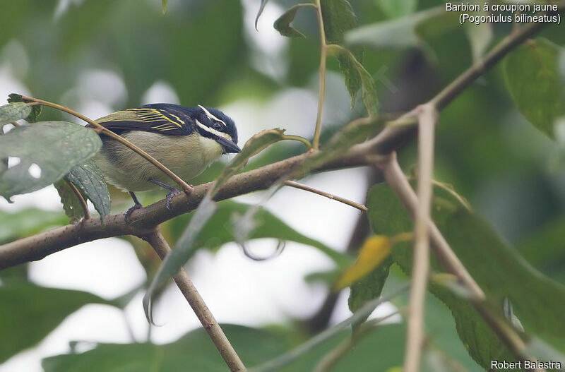 Yellow-rumped Tinkerbird