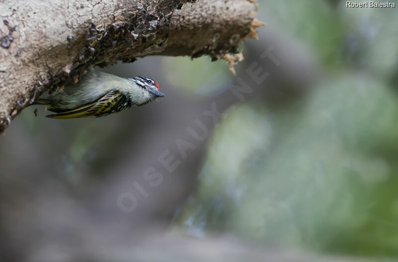 Red-fronted Tinkerbird