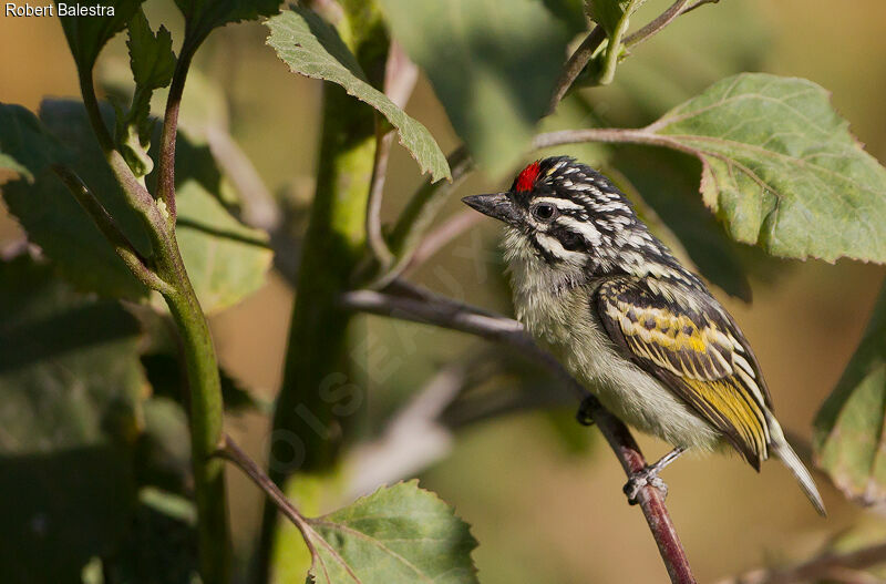 Northern Red-fronted Tinkerbirdadult, identification