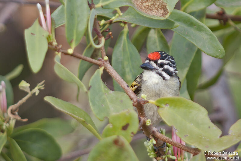 Northern Red-fronted Tinkerbird