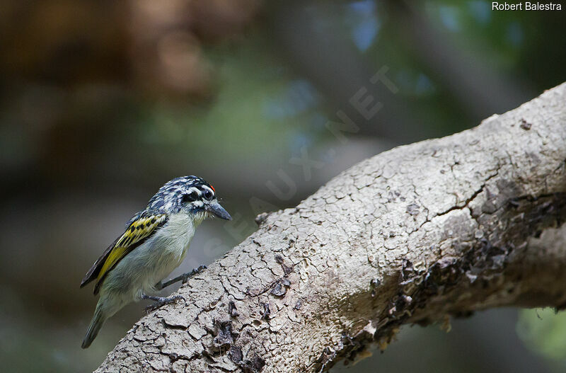 Northern Red-fronted Tinkerbirdadult