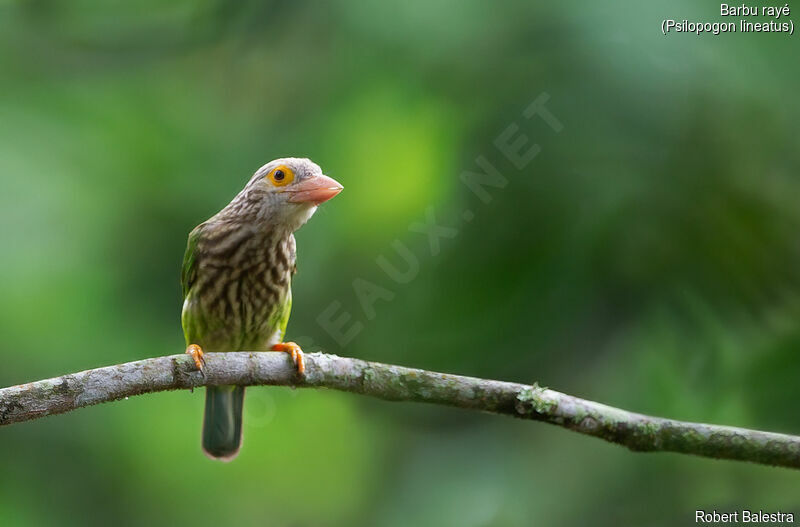 Lineated Barbet