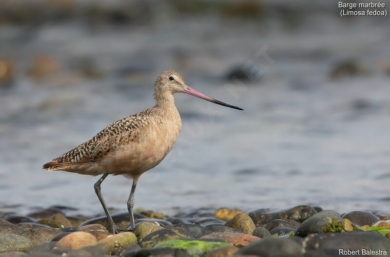 Marbled Godwit