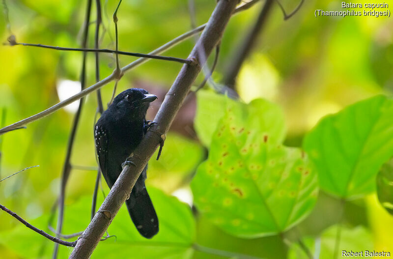 Black-hooded Antshrike