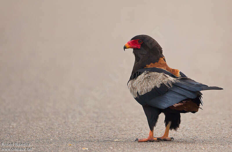 Bateleur male adult breeding, pigmentation