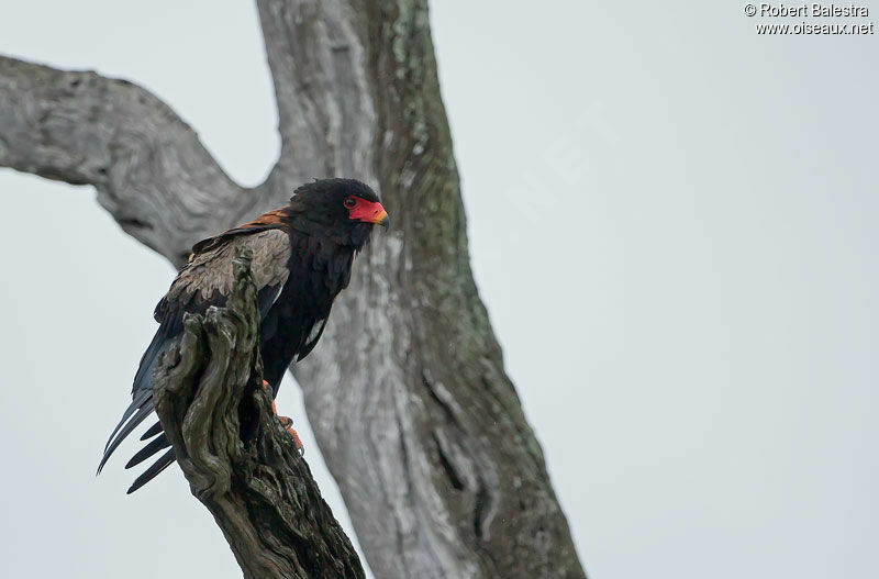 Bateleur des savanes