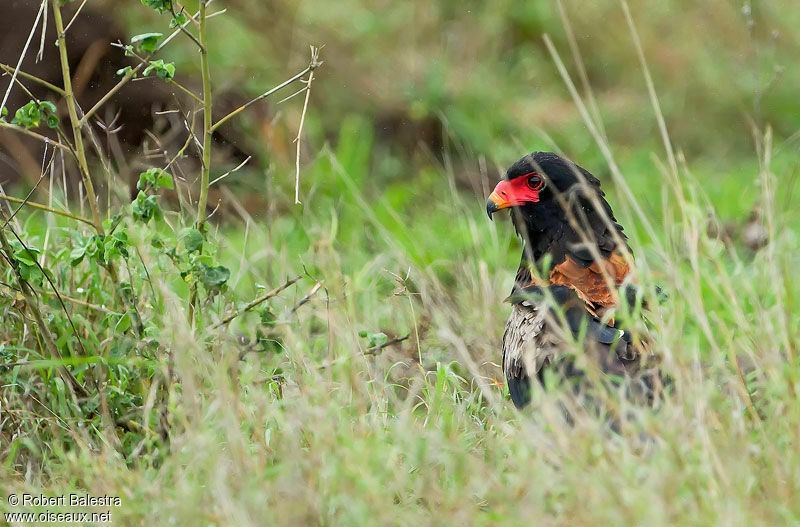 Bateleur des savanes