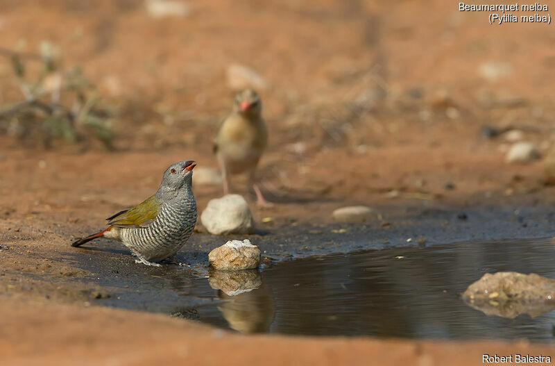 Green-winged Pytilia