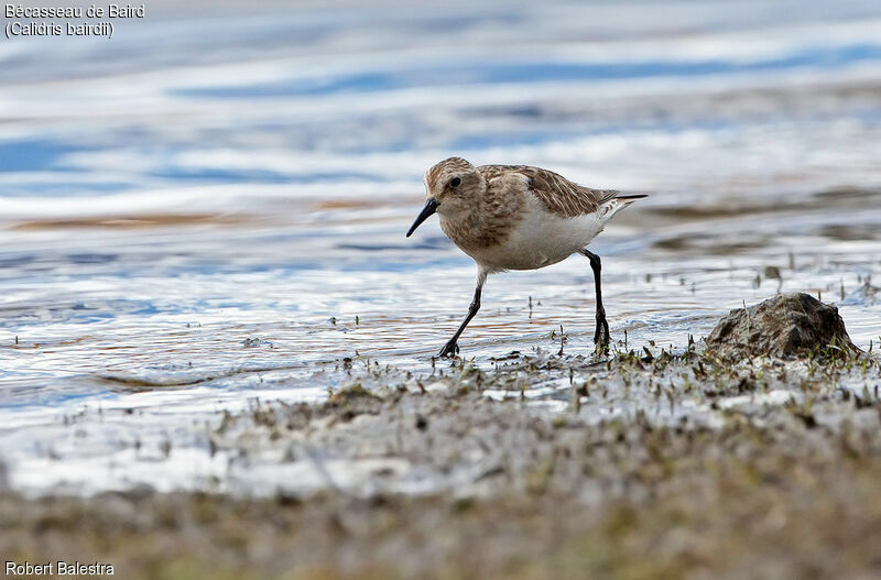 Baird's Sandpiper