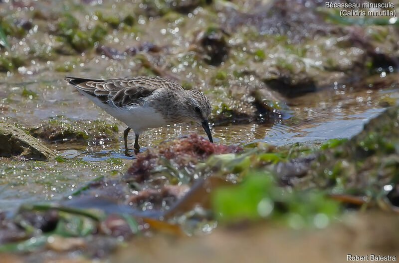 Least Sandpiper