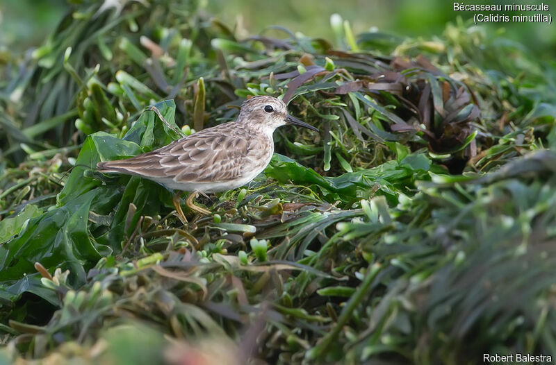 Least Sandpiper