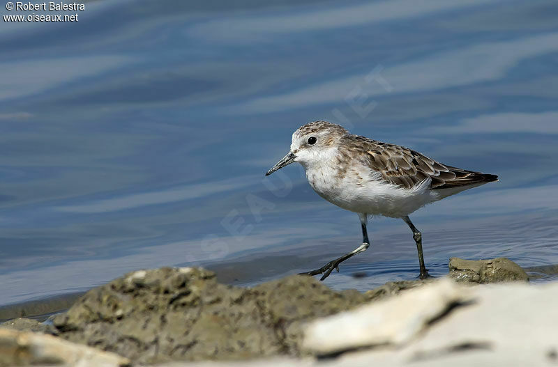 Little Stint