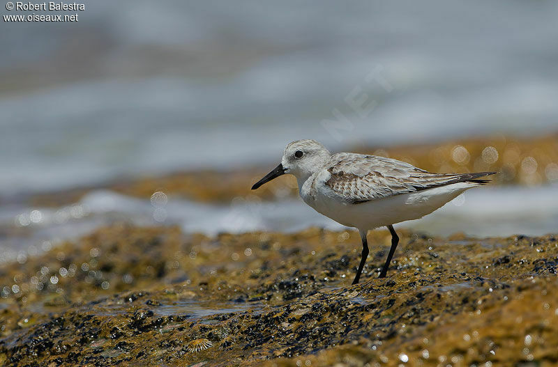 Bécasseau sanderling