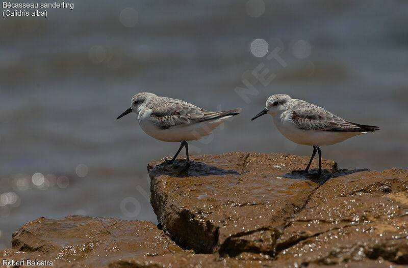 Bécasseau sanderling