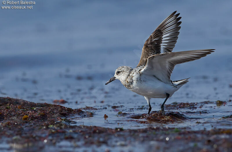 Sanderling