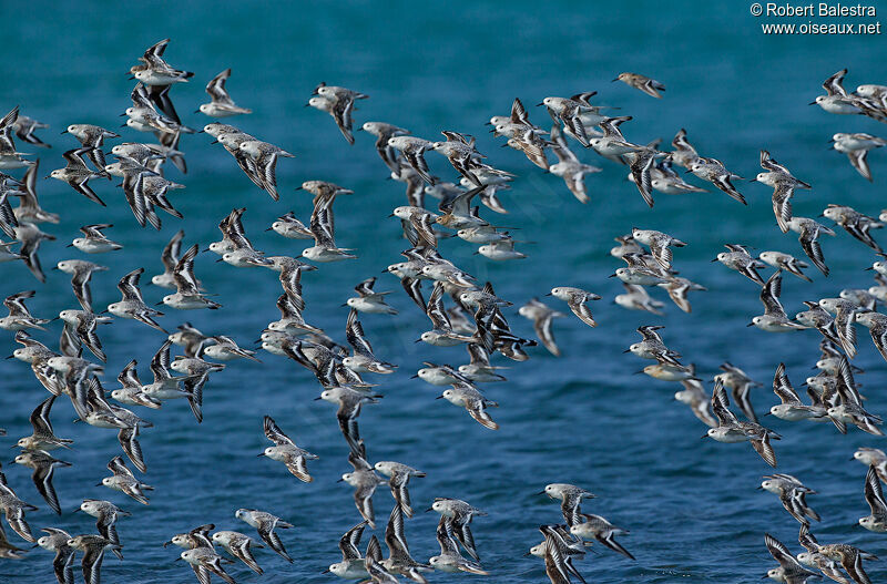 Bécasseau sanderling