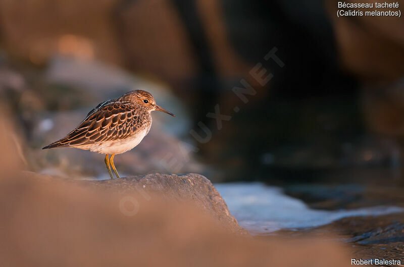 Pectoral Sandpiper