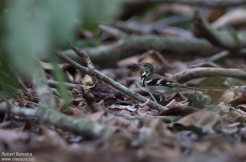 Forest Wagtailadult, habitat, camouflage, pigmentation