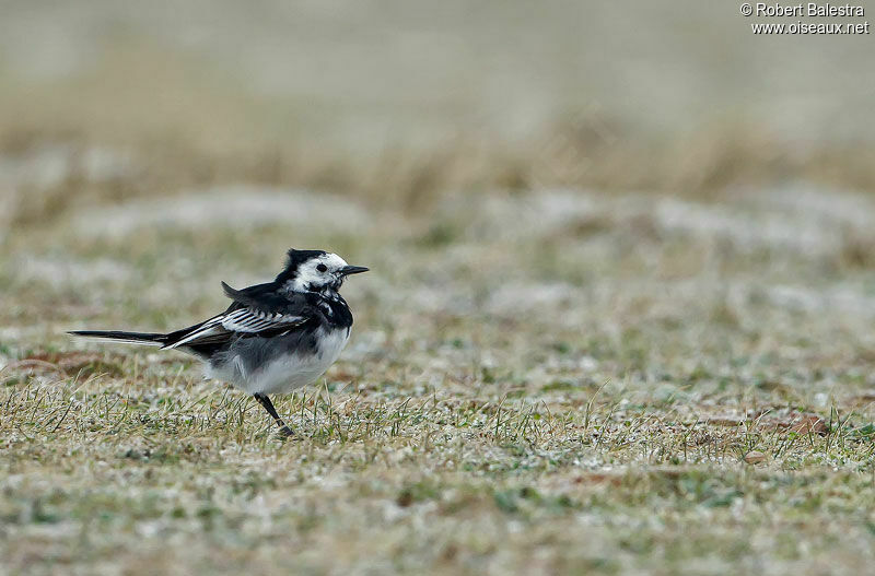 White Wagtail (yarrellii)