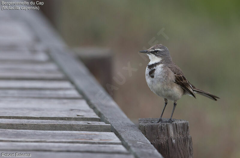 Cape Wagtail