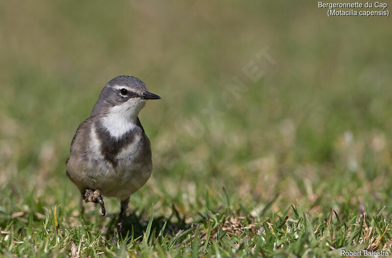 Cape Wagtail