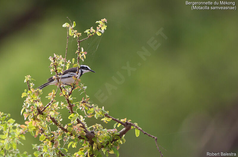 Mekong Wagtail