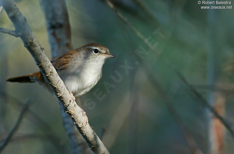 Cetti's Warbler