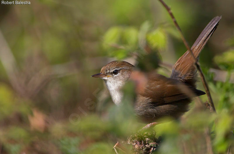 Cetti's Warbler