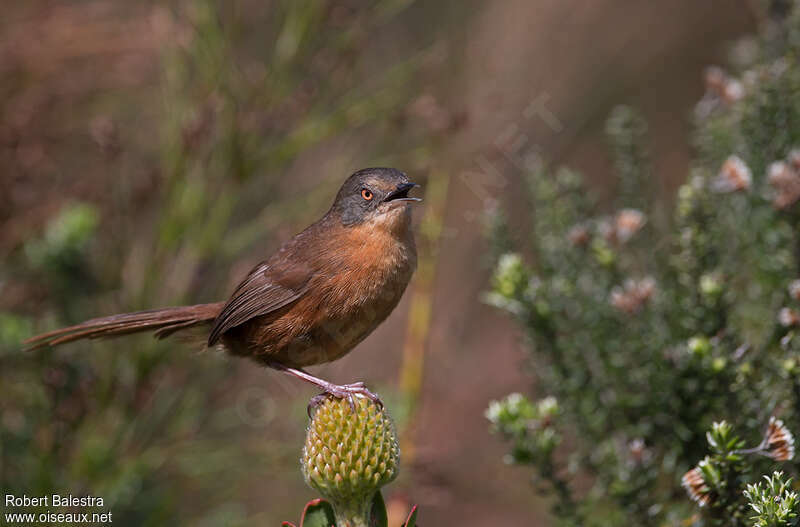 Victorin's Warbler, identification