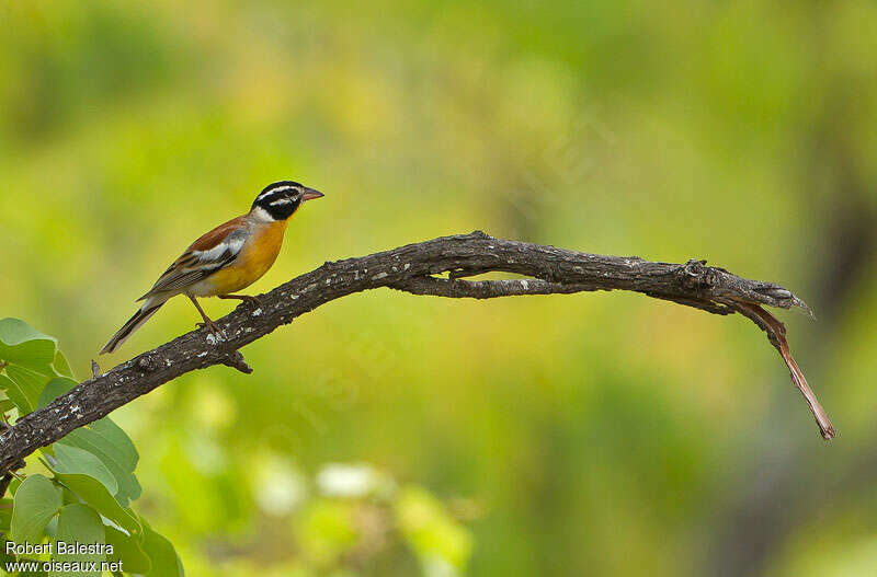 Golden-breasted Bunting male adult, identification