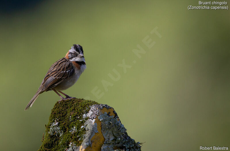 Rufous-collared Sparrow